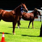 Riobamba fue sede del histórico Show Cuarto de Milla Ecuador 2025