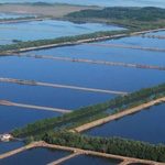 Crisis Eléctrica pone en riesgo la producción del camarón ecuatoriana